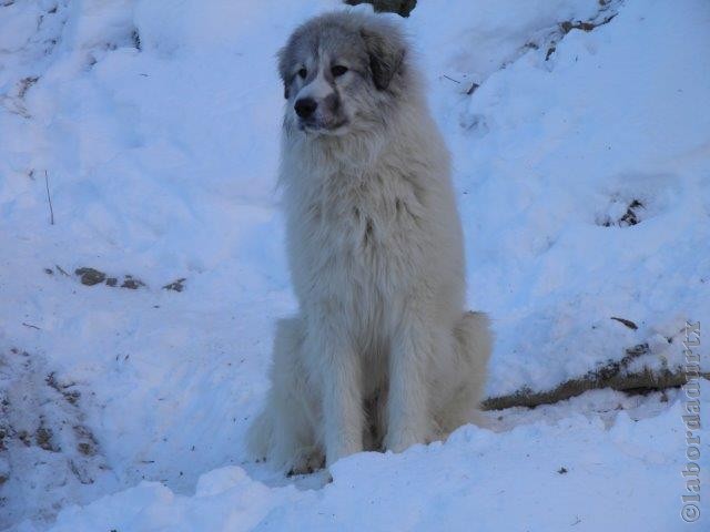 Perro de Montana del Pirineo