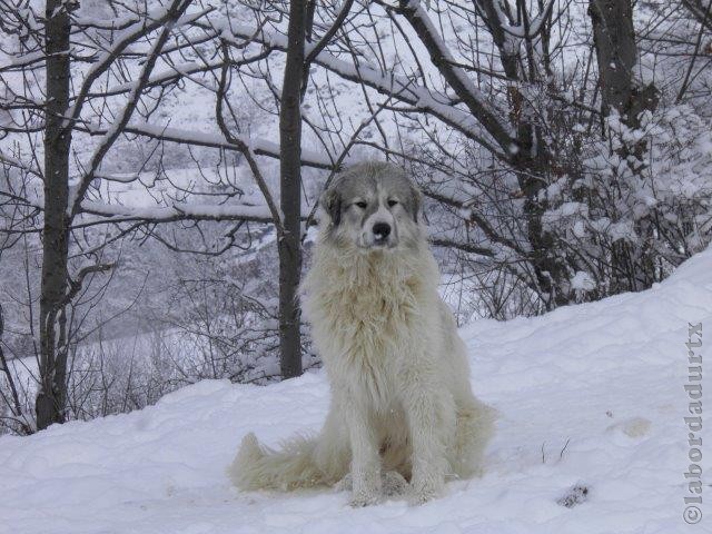 Perro de Montana del Pirineo