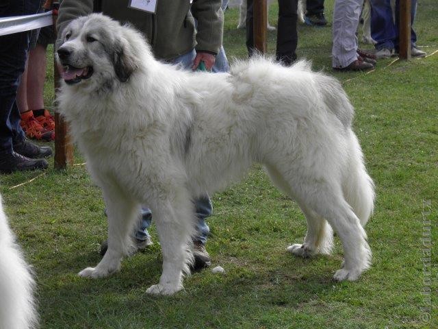 Perro de Montana del Pirineo