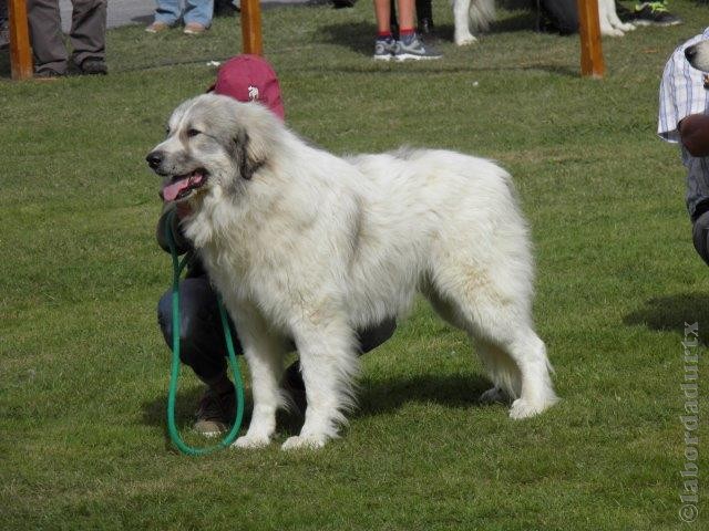 Perro de Montana del Pirineo