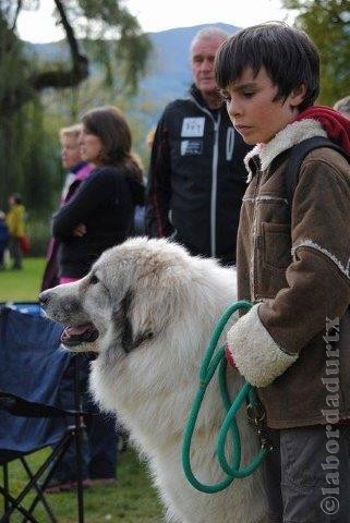 Perro de Montana del Pirineo