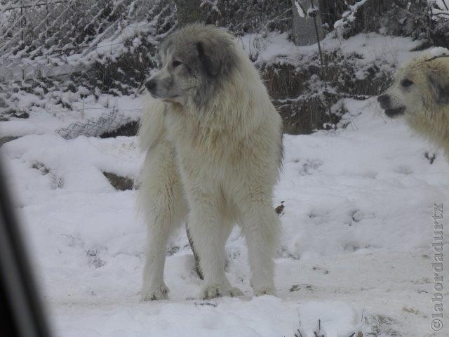 Perro de Montana del Pirineo