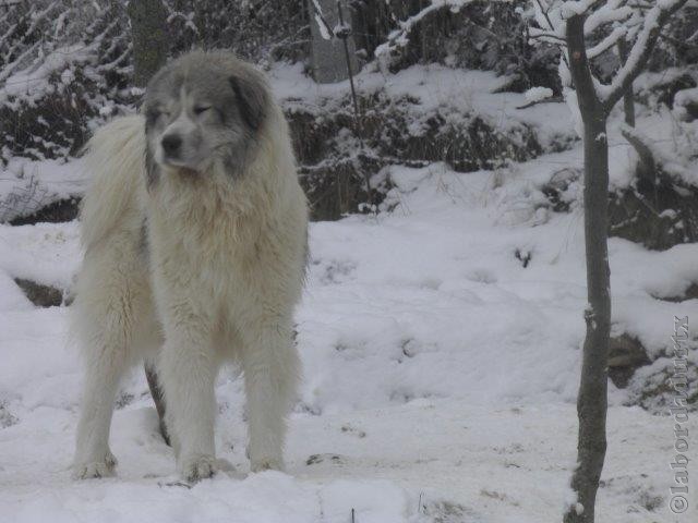 Perro de Montana del Pirineo