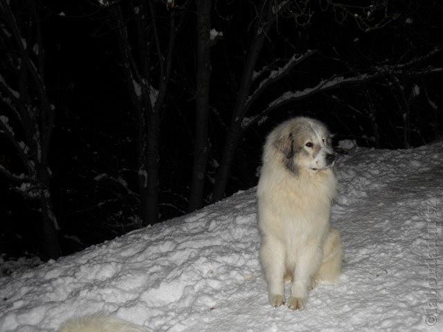 Perro de Montana del Pirineo