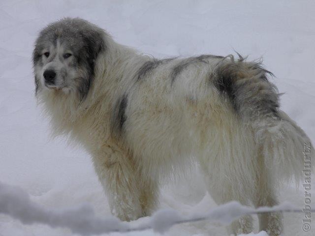 Perro de Montana del Pirineo