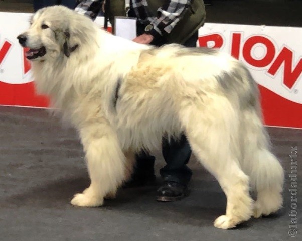 Perro de Montana del Pirineo