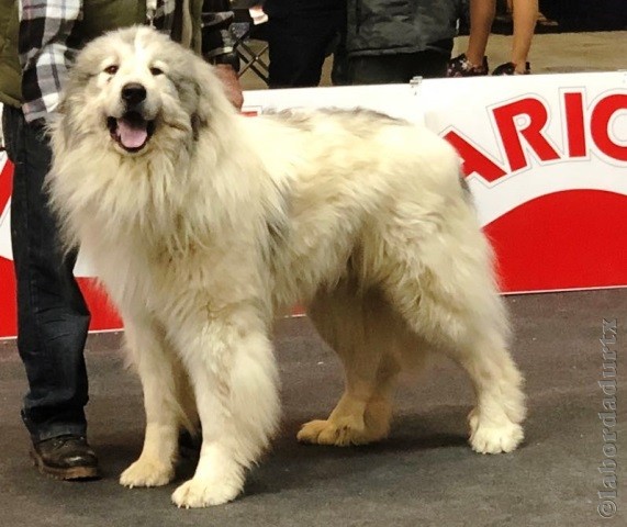 Perro de Montana del Pirineo