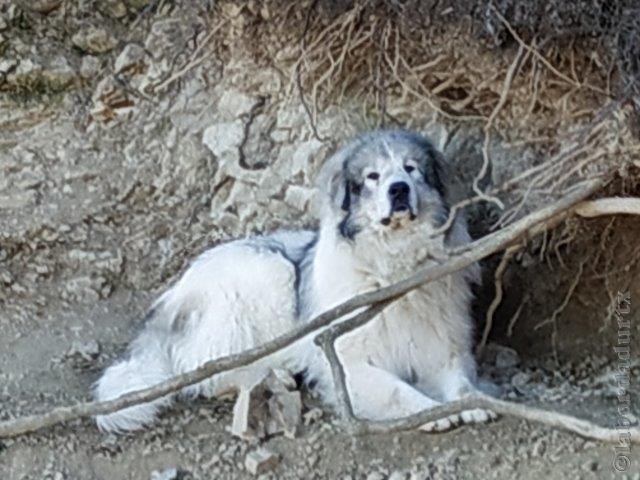 Perro de Montana del Pirineo