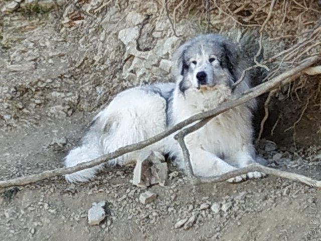 Perro de Montana del Pirineo