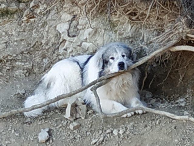 Perro de Montana del Pirineo