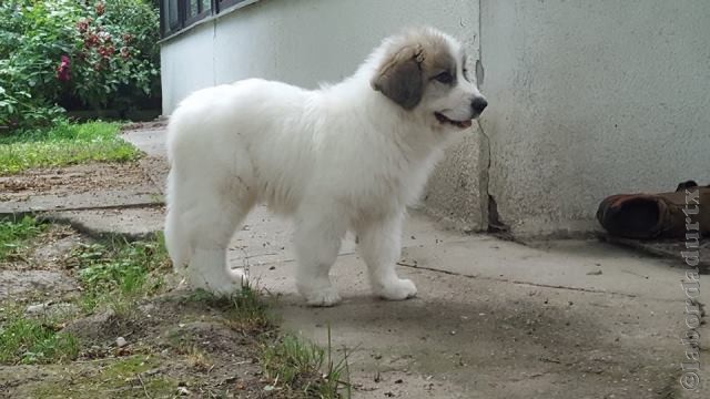 Perro de Montana del Pirineo