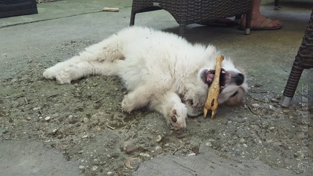 Perro de Montana del Pirineo