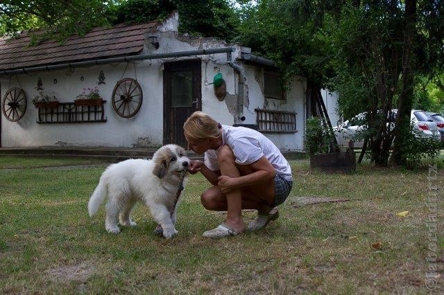 Perro de Montana del Pirineo