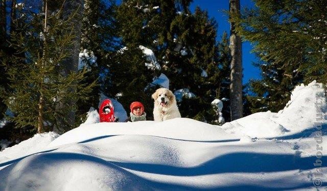 Perro de Montana del Pirineo