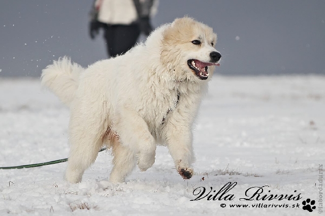 Perro de Montana del Pirineo