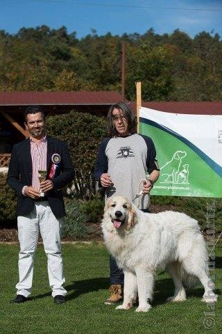 Perro de Montana del Pirineo