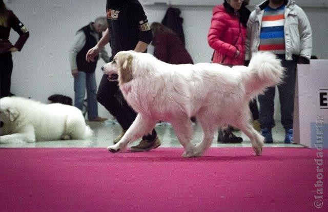 Perro de Montana del Pirineo