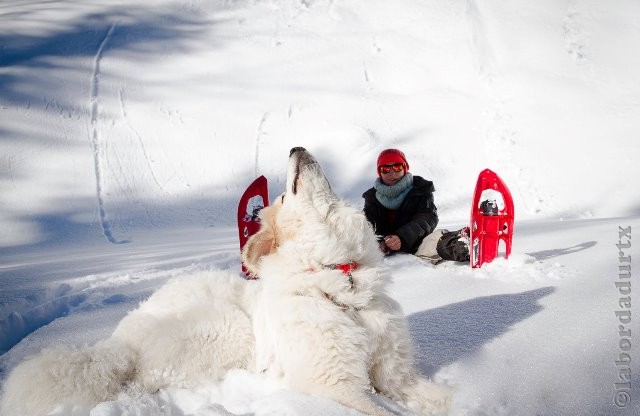 Perro de Montana del Pirineo