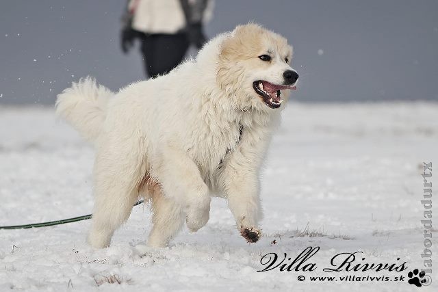 Perro de Montana del Pirineo