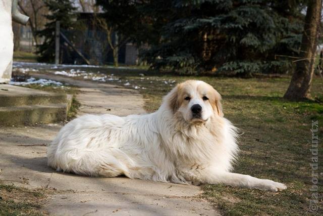 Perro de Montana del Pirineo