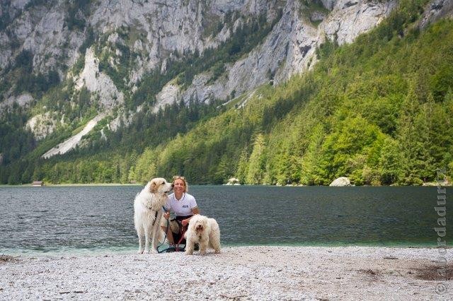 Perro de Montana del Pirineo