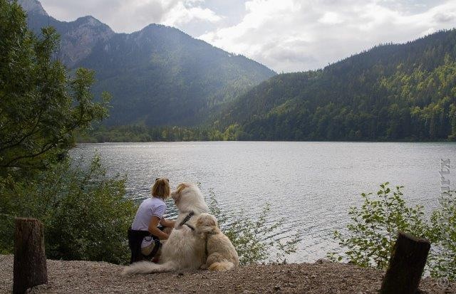 Perro de Montana del Pirineo