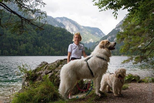 Perro de Montana del Pirineo