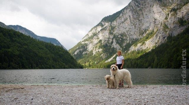 Perro de Montana del Pirineo