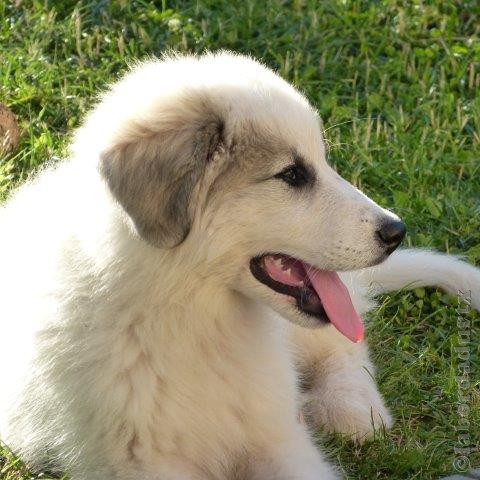 Perro de Montana del Pirineo