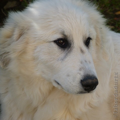 Perro de Montana del Pirineo