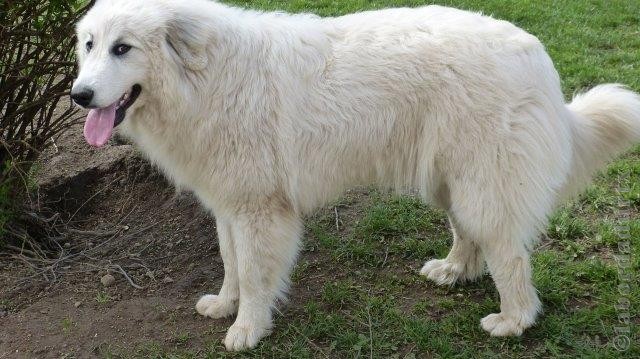 Perro de Montana del Pirineo