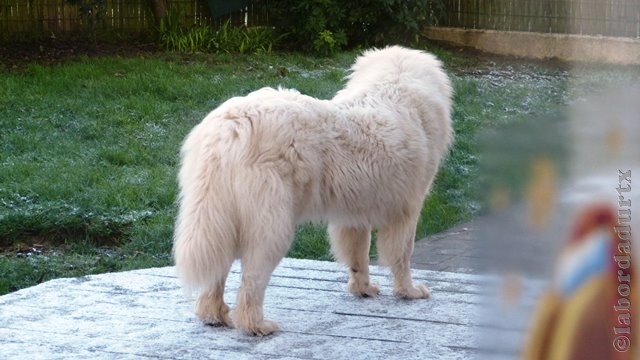 Perro de Montana del Pirineo