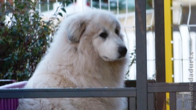 Perro de Montana del Pirineo