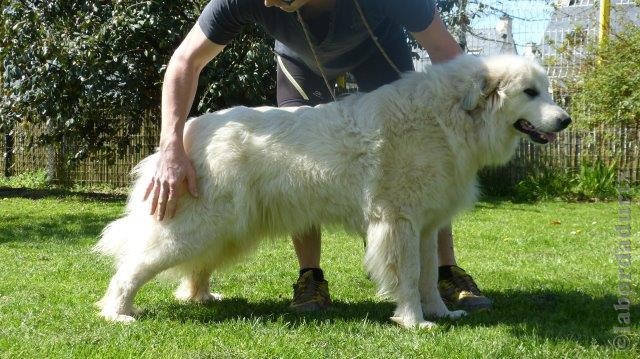 Perro de Montana del Pirineo