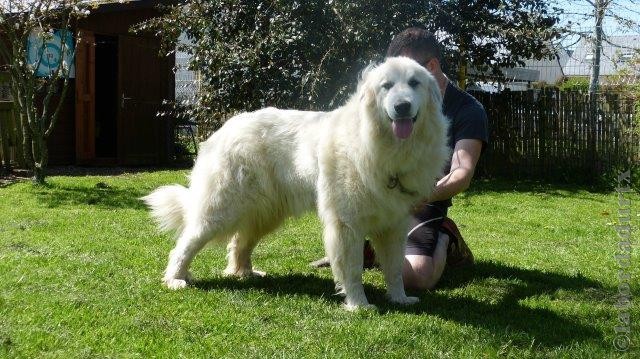 Perro de Montana del Pirineo