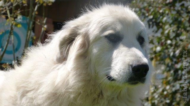 Perro de Montana del Pirineo