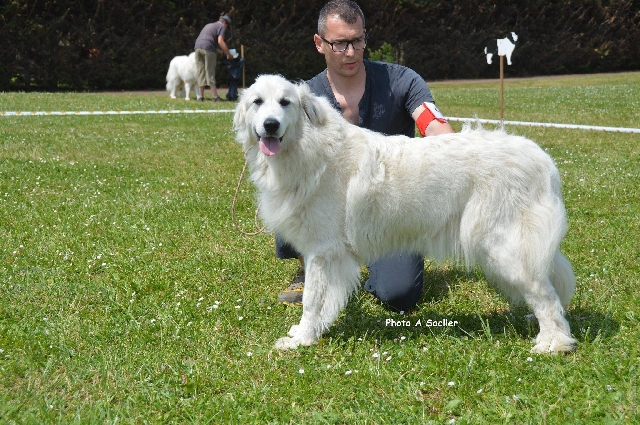 Perro de Montana del Pirineo