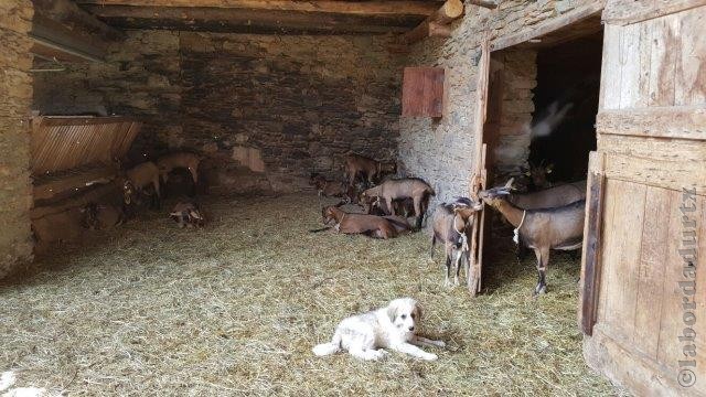 Perro de Montana del Pirineo