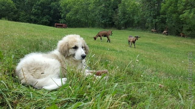 Perro de Montana del Pirineo