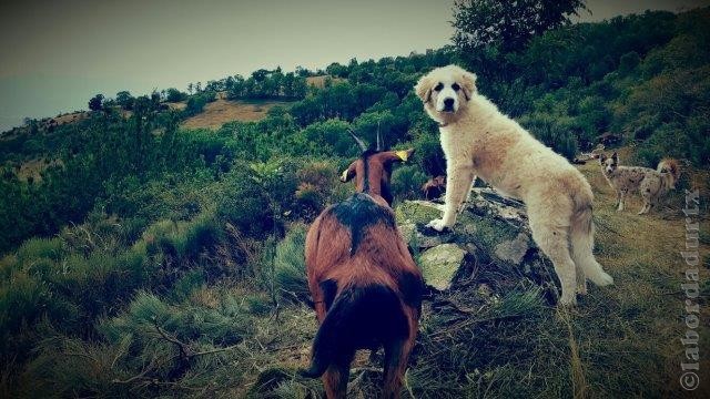 Perro de Montana del Pirineo