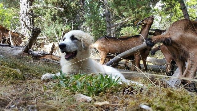 Perro de Montana del Pirineo