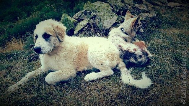 Perro de Montana del Pirineo