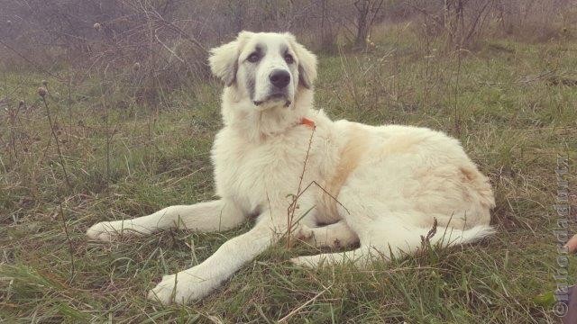 Perro de Montana del Pirineo