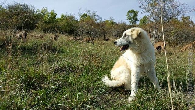 Perro de Montana del Pirineo