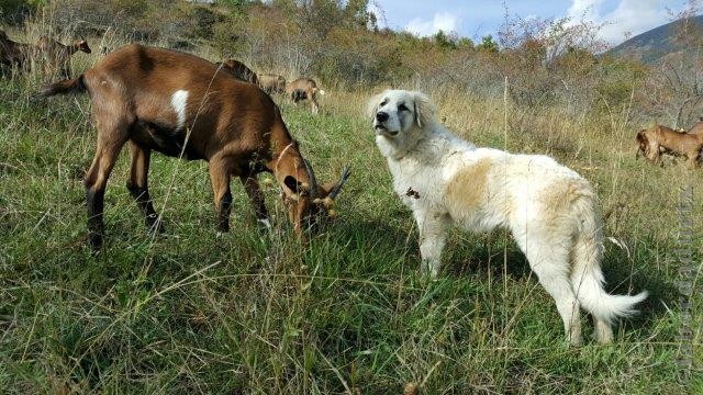 Perro de Montana del Pirineo