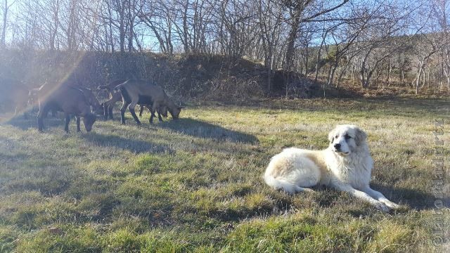 Perro de Montana del Pirineo