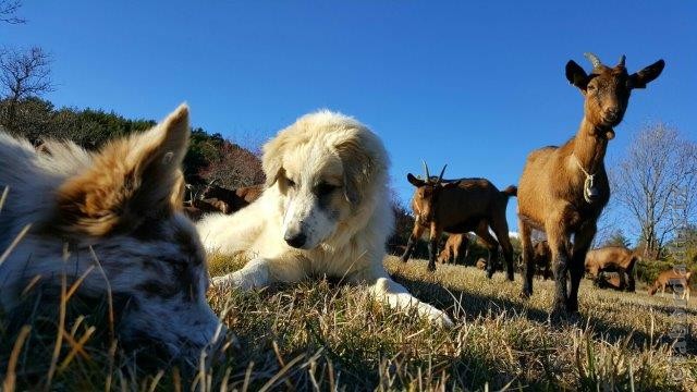 Perro de Montana del Pirineo