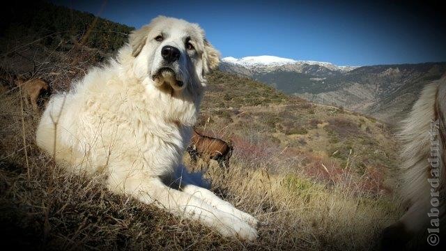 Perro de Montana del Pirineo