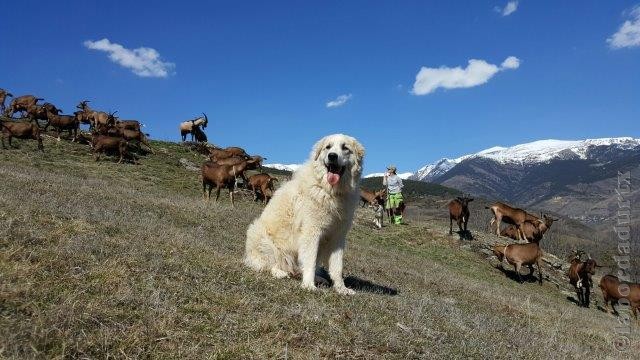 Perro de Montana del Pirineo