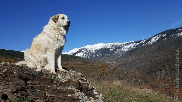 Perro de Montana del Pirineo